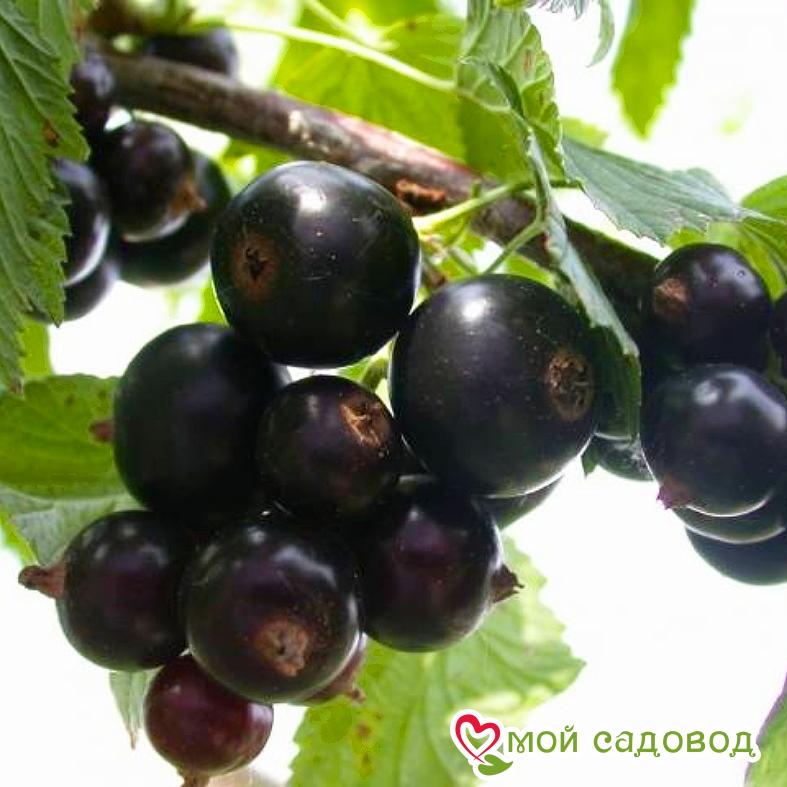 Черная смородина Нара