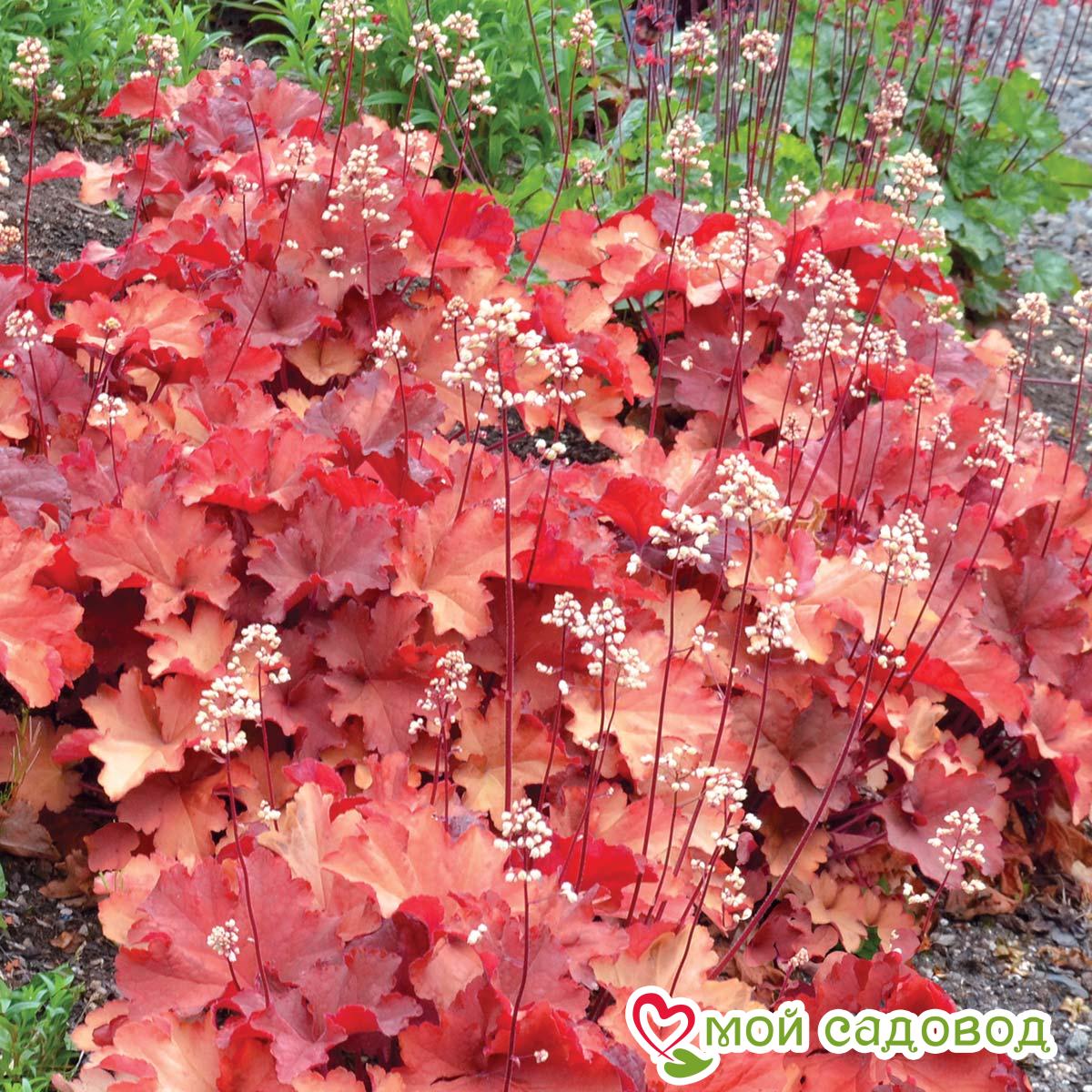 Гейхера Рио