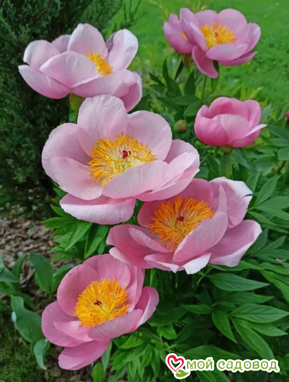 Пион Розэлетте